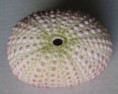 /products/echinometra-mathei-blainville-18253/